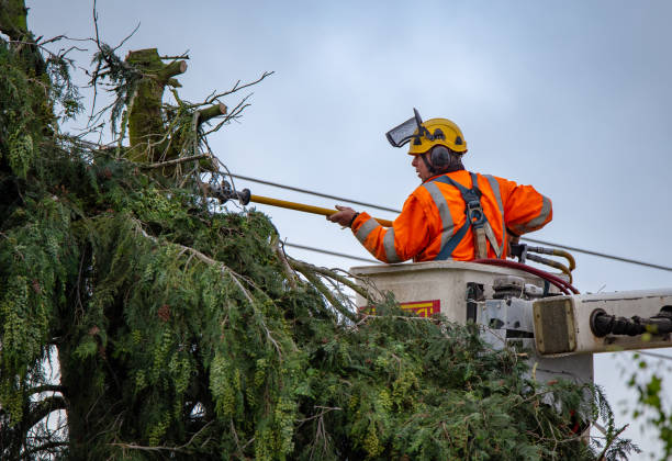 New Glarus, WI Tree Services Company